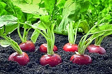 Subtleties growing radish under the film. Tips, when and how to plant seeds, how to care for crops