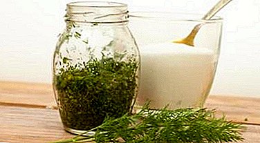 TOP best recipes dill for the winter: how to pickle greens in banks? Practical recommendations