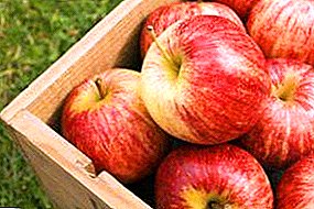 Top herkullisia talvi lajikkeita omenoita