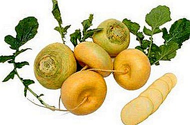 Traditional Russian turnip vegetable - the secrets of growing and caring in the open field, in the greenhouse and at home
