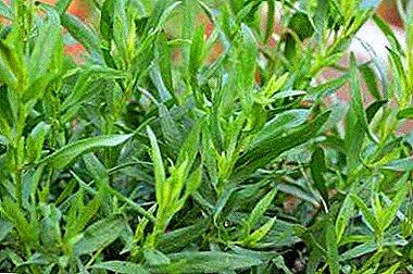 Herb with a unique taste and aroma - tarragon: use in medicine, for weight loss and in cooking