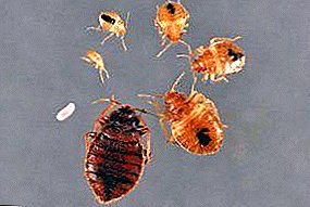 Three stages of development of bloodsuckers: eggs, bedbug larvae, adult insects. How do these parasites multiply and develop?
