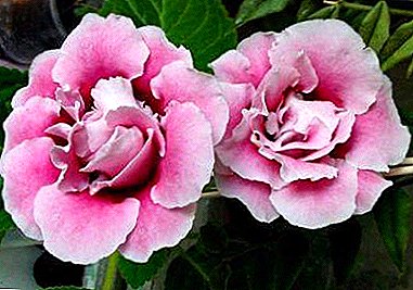Tropical Beauty Gloxinia Pink: fotos, tipos y características del cuidado