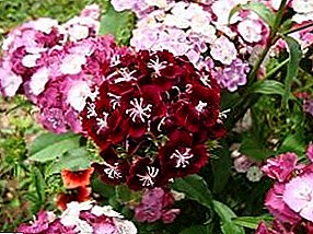 Turkish carnation: reproduction, cultivation and care