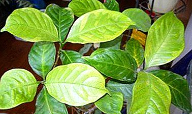 Gardenia leaves turn black, yellow, dry and fall: why does this happen and what to do in such a situation?