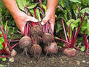 Harvesting beets for storage: how to dig up and when to clean the beds for the winter?
