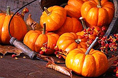 Cleaning pumpkins before autumn frosts: when to collect and how to organize storage for the winter?