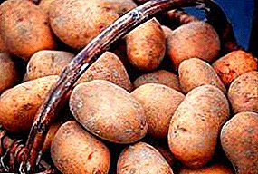 محظوظ الفاكهة الاختيار الوطني - البطاطا "سوني": وصف متنوعة والصورة