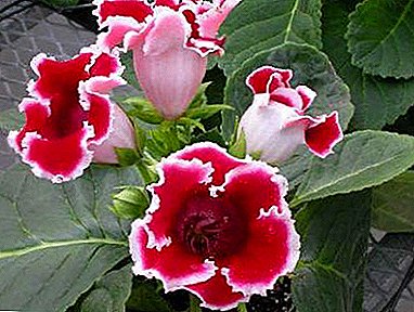 Amazing gloxinia: description of varieties of Krasnoyarsk and Red Riding Hood, photos of the flower and the nuances of its cultivation