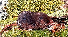 Amazing types of shrew: ordinary, tiny, giant, etc.