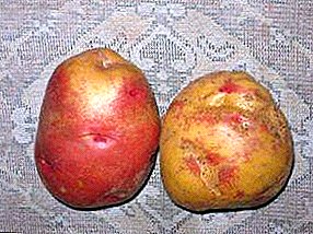Fantastische aardappel "Ivan da Marya": beschrijving van de variëteit, kenmerken, foto's