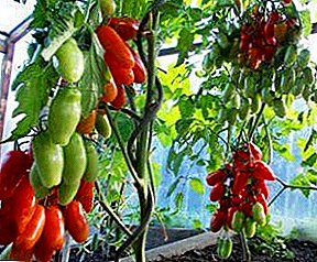 Erstaunliche Tomate von ungewöhnlicher Form - "Auria": Beschreibung der Sorte und Foto