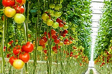 Plantes de croissance étonnantes à l'envers. Comment planter les tomates à l'envers?