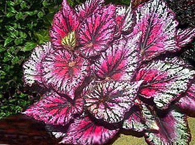 Begonia diraja yang indah akan mengubah rumah dan atmosferanya