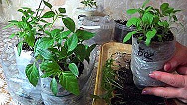 Mugav meetod tomatite seemikute kasvatamiseks: tomatite istutamise saladused