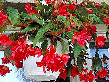 Convenient ways to grow ampelous begonia - cuttings and from seeds. Plant Care