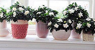 Fertilizers and soil for the healthy growth of gardenia: homemade and purchased options