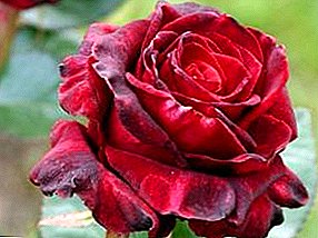 Ta hand om rosor i trädgården. Hur odlar du en rosenbuske själv?
