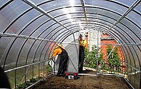 Cuidado de un invernadero de policarbonato en invierno, cómo preparar un invernadero para una nueva temporada, tratamiento en primavera, desinfección