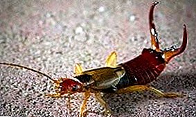 Earwig: the danger of an ordinary dvukhvostok for a person