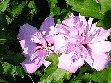 Decoración de cualquier macizo de flores - hibiscus ardens. Consejos prácticos sobre el cultivo y cuidado de arbustos.