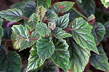 The decoration of your interior is metal begonia. We get acquainted with a houseplant