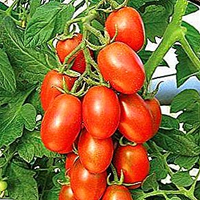 당신의 정원의 장식 - 다양한 토마토 "Marusya": 우리는 자라며 돌보아줍니다.