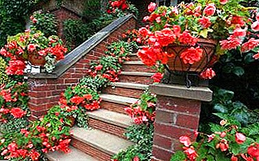 Decorate your home with cute bush begonia: features of care and cultivation