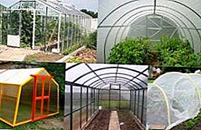 Covering material for the greenhouse: which is better glass, film or polycarbonate