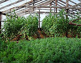 Dill and parsley: how to grow in a greenhouse and achieve good yields in winter?