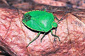 Ulične žuželke - gozdne, zelene, lesene, jagodičje: opis vrst s fotografijami, kaj so škodljive in kako se jih znebiti