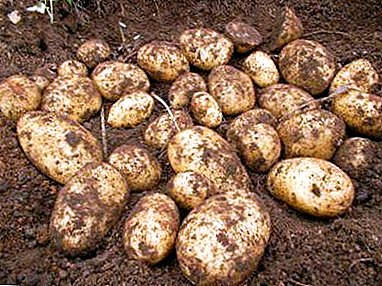 البطاطس المبكرة للغاية "Milena": وصف متنوعة ، مميزة ، صورة