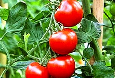 في وقت مبكر جدا الطماطم الهجينة "ليوبولد": خصائص ومزايا متنوعة