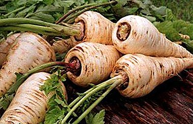 The unique beneficial properties of parsnip and the use of "white carrots" in folk and official medicine