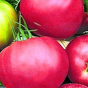 En unik hybrid fra Holland - Pink Unicum tomat: Beskrivelse af sorten og billedet