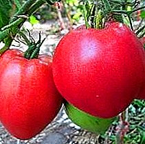 Raksasa tomat varietas dingin dan unik "Siberia Berat", deskripsi dan karakteristiknya