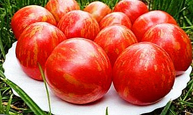 Metode unik menanam tomat dalam kantong. Menanam dan memanen