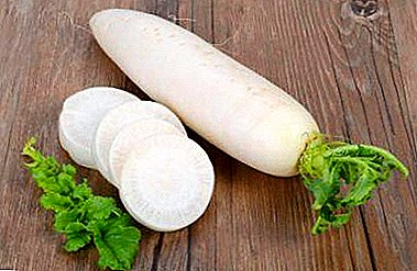 Unieke groente - daikon-radijs! Nuttige eigenschappen, contra-indicaties en bewezen recepten voor de menselijke gezondheid