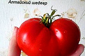 الطماطم فريدة من نوعها لظروف قاسية: تحفة Altai