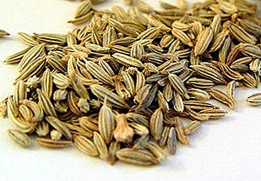 A unique plant - Voloshsky dill. Properties of fennel fruit and useful recommendations for application