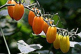 مجموعة متنوعة عالمية وناضجة من الطماطم "Cherry Lisa": وصف للخصائص ونصائح النمو