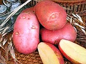 Univerzálne zemiaky "Hosteska": popis odrody, fotografie, charakteristiky