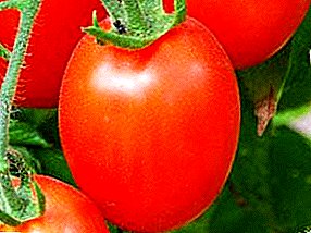Universal siberiano - Variedad de tomate Buyan (caza): descripción, foto y características principales