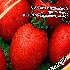 Univerzálna skorá paradajka "Honey Cream" poteší záhradníka vynikajúcou plodinou výborných paradajok