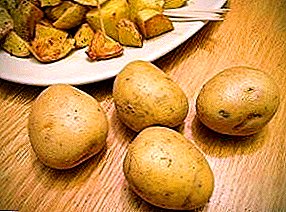 Universal potato variety Gala: yield, simplicity, long storage