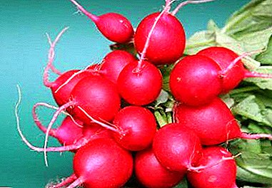 Universal variety of radish Rondar: description and features, tips on growing, prevention of problems