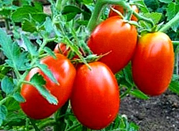 Variedad universal de tomate "Parche milagro" - características, descripción, recomendaciones para el cuidado