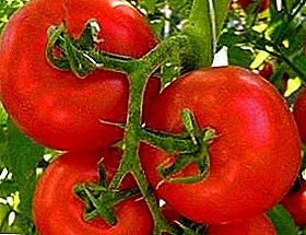 الطماطم العالمية "السهم الأحمر" - وصف للتنوع ، العائد ، الزراعة ، الصورة