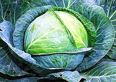 Universal high-yielding cabbage variety "Gift": photos, description and step-by-step instructions for growing