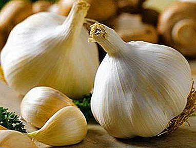 Garlic in HB: Pros and Cons